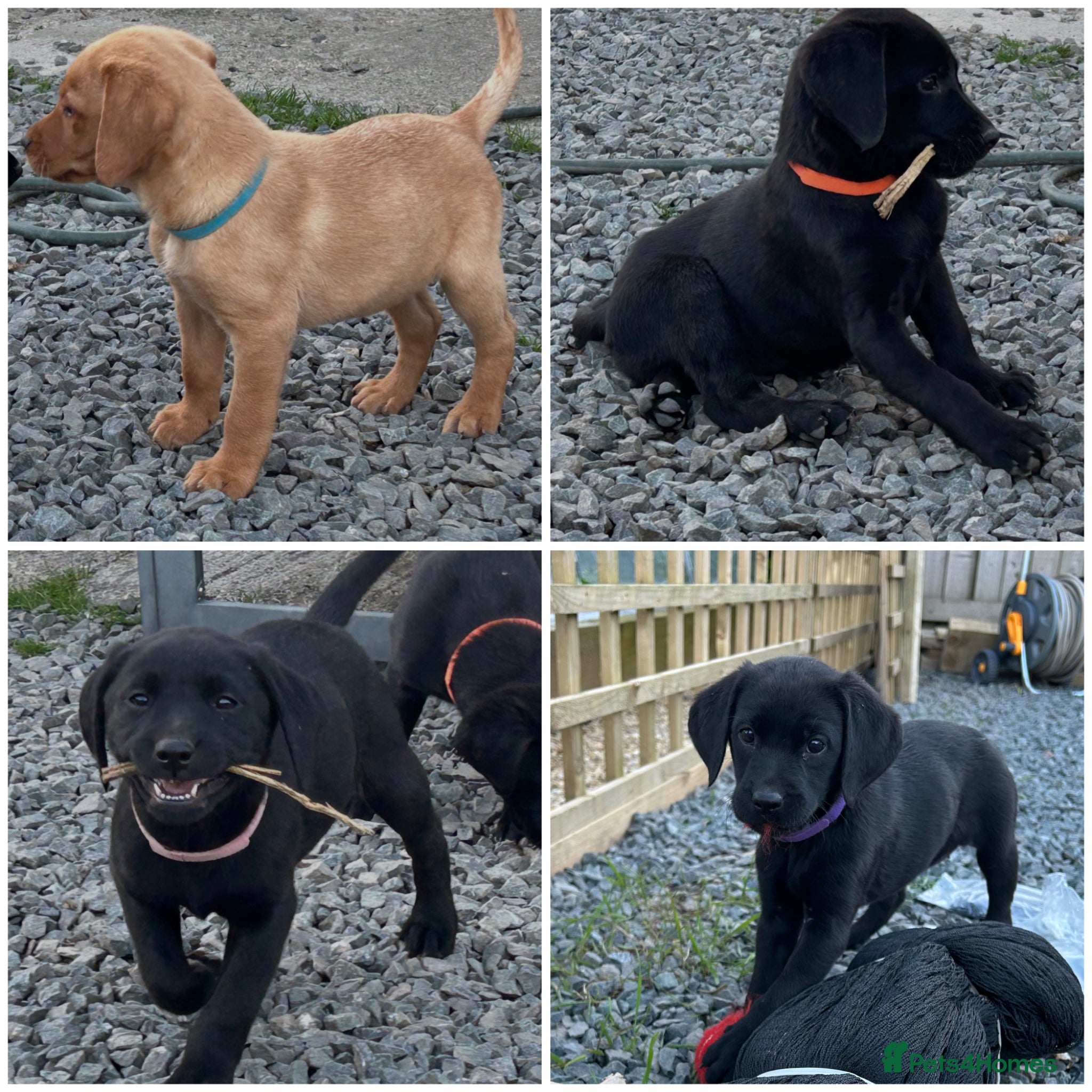 Labrador Retriever dogs KC reg health tested working Labrador puppies - Advert 14