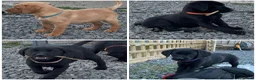 Labrador Retriever dogs for sale: KC reg health tested FT working Labrador puppies - Advert 6