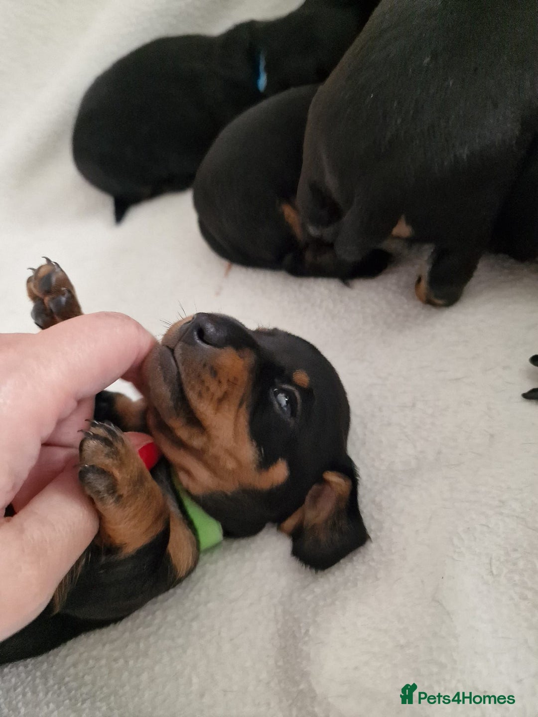 Miniature Dachshund dogs for sale: Beautiful black & tan miniature Dachshund puppies - Image 16