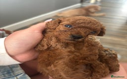 Miniature Poodle dogs for sale: Mini poodle puppies ready to leave Friday  in Swansea - Image 9