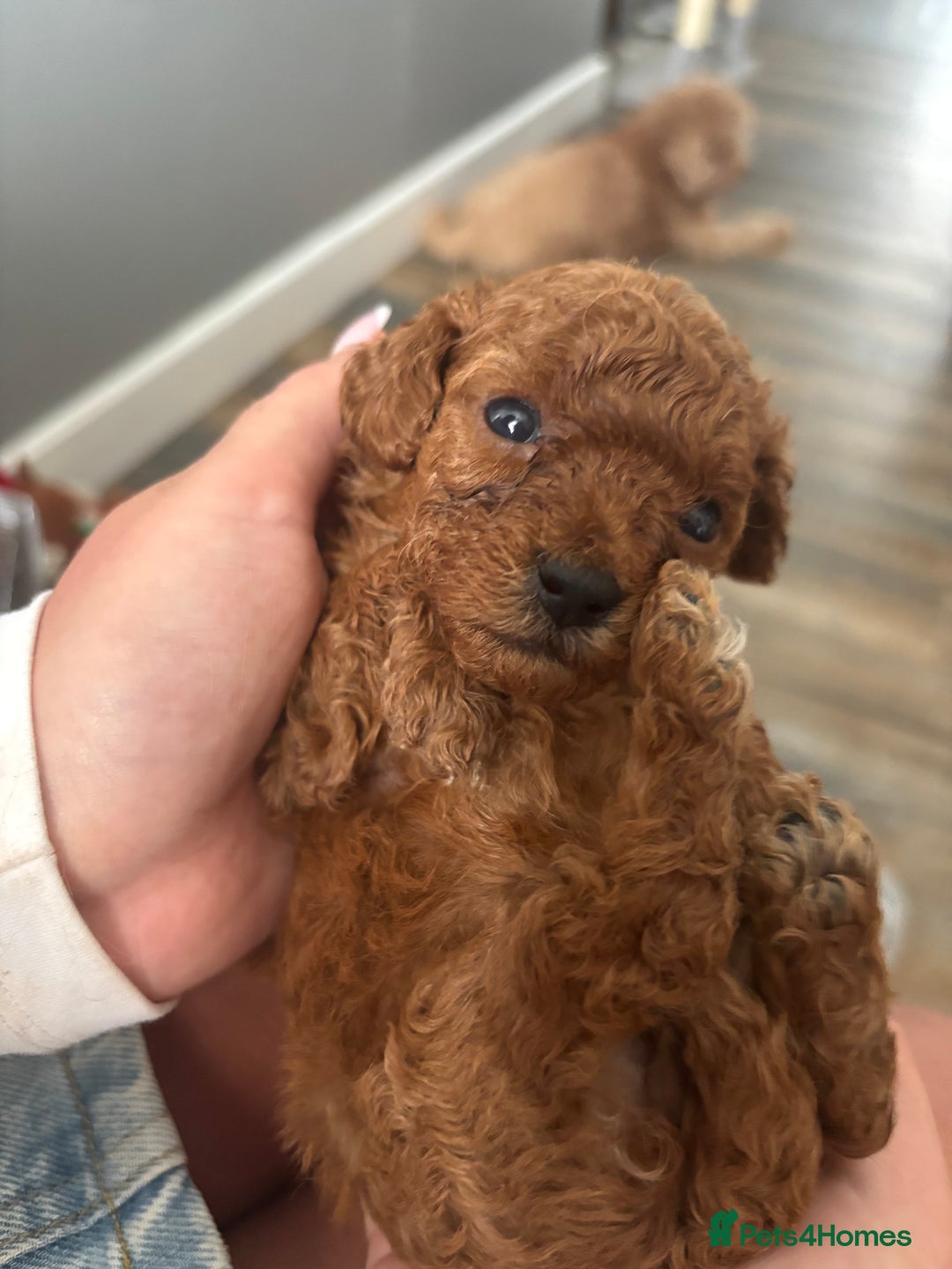 Miniature Poodle dogs for sale: Mini poodle puppies ready to leave Friday  in Swansea - Image 9