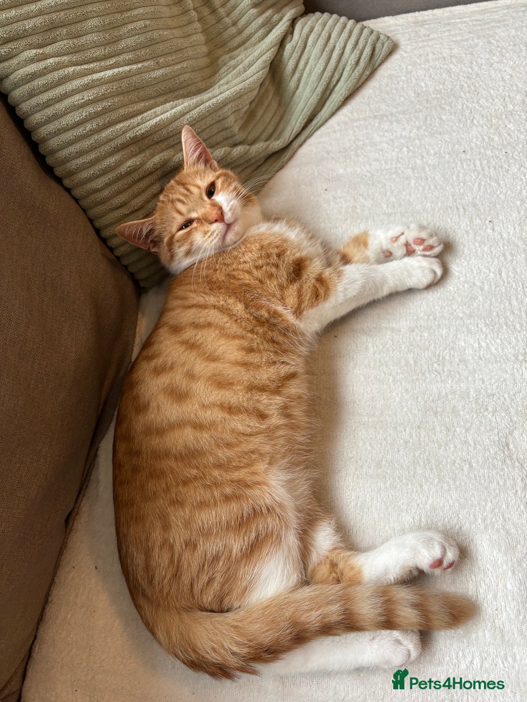 Mixed Breed cats for sale: Beautiful orange kitten  - Advert 8