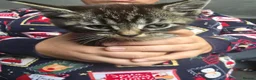 Maine Coon cats for sale: Mainecoon 1/2 /domestic cat - Advert 4