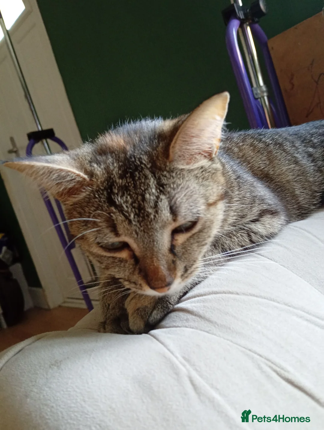 Mixed Breed cats for sale: 4 Tabby's 3 black and white  - Advert 2