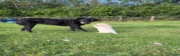 Golden Retriever dogs for sale: Mack/ Bryn Bach Golden X Evie/ Angel Annwyl - Advert 8