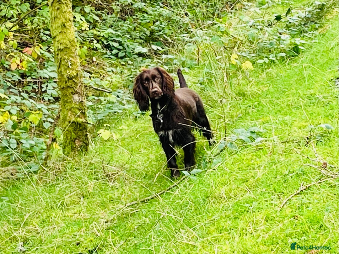 Cocker Spaniel dogs for stud: Chocolate working cocker  - Advert 4