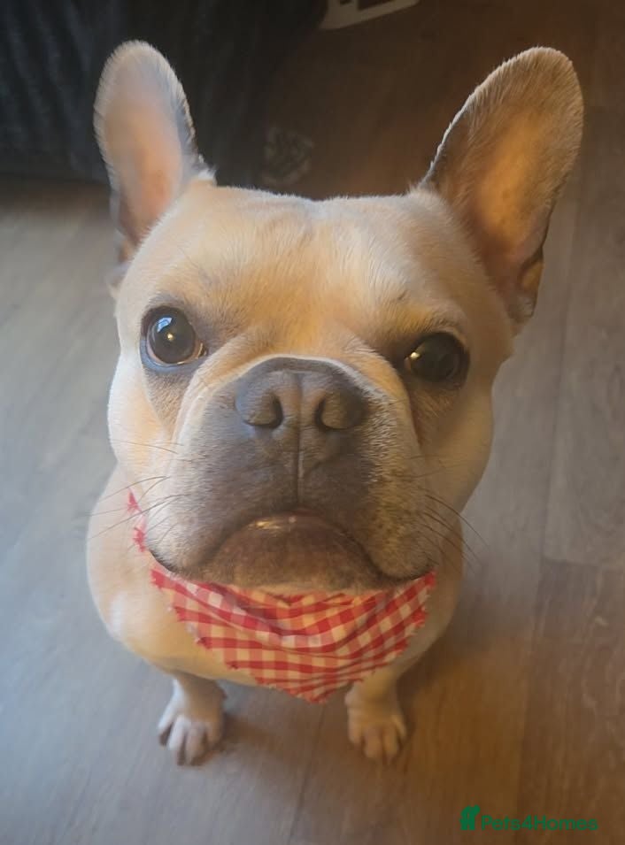 French Bulldog dogs Male french bulldog for stud  - Advert 6