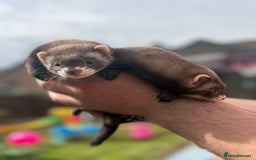 Ferret rodents for sale: Baby ferrets  - Image 3