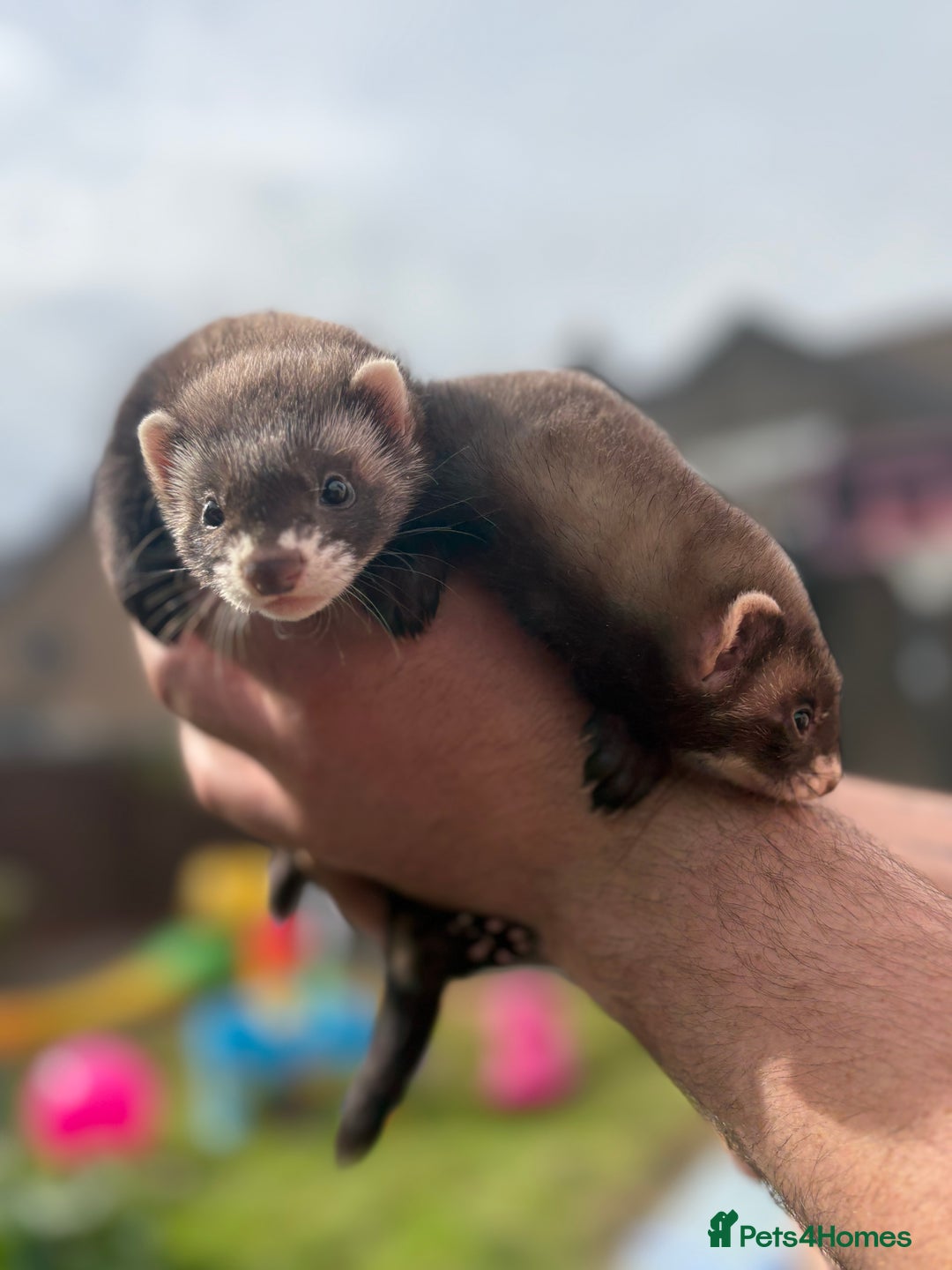 Ferret rodents for sale: Baby ferrets  - Image 3