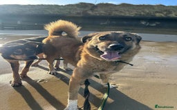 Mixed Breed dogs for adoption: Levi - Norwich Norfolk  - Image 4