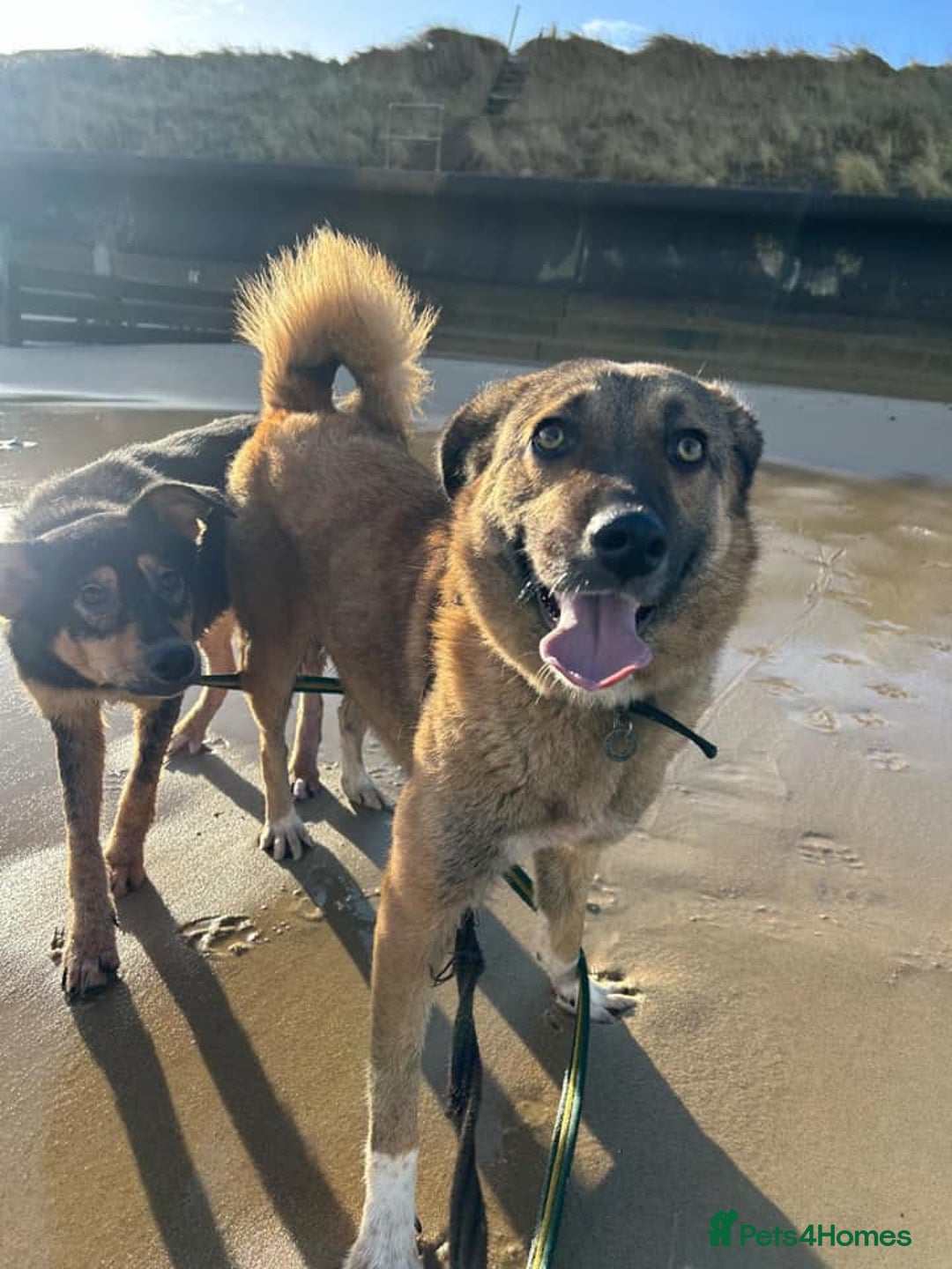 Mixed Breed dogs for adoption: Levi - Norwich Norfolk  - Image 4