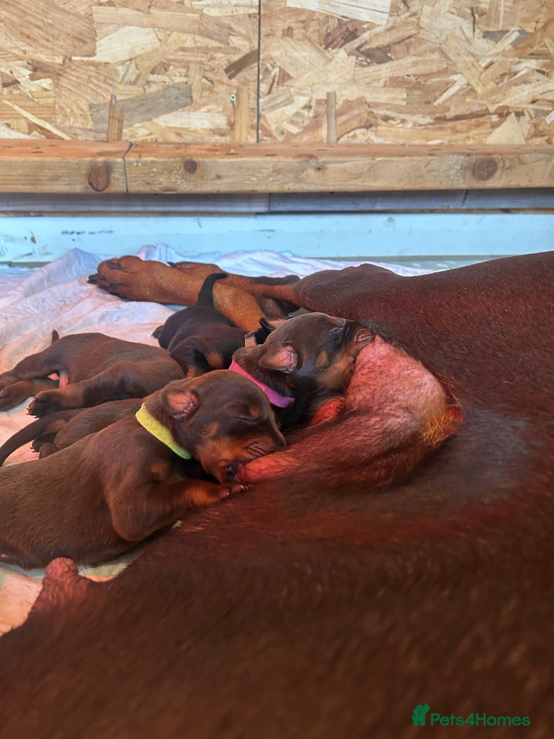 Dobermann dogs for sale: Dobermann puppies Champion bloodline, kc reg - Image 10