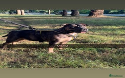 Mixed Breed dogs for sale: Gorgeous boy Ronnie.  - Advert 4