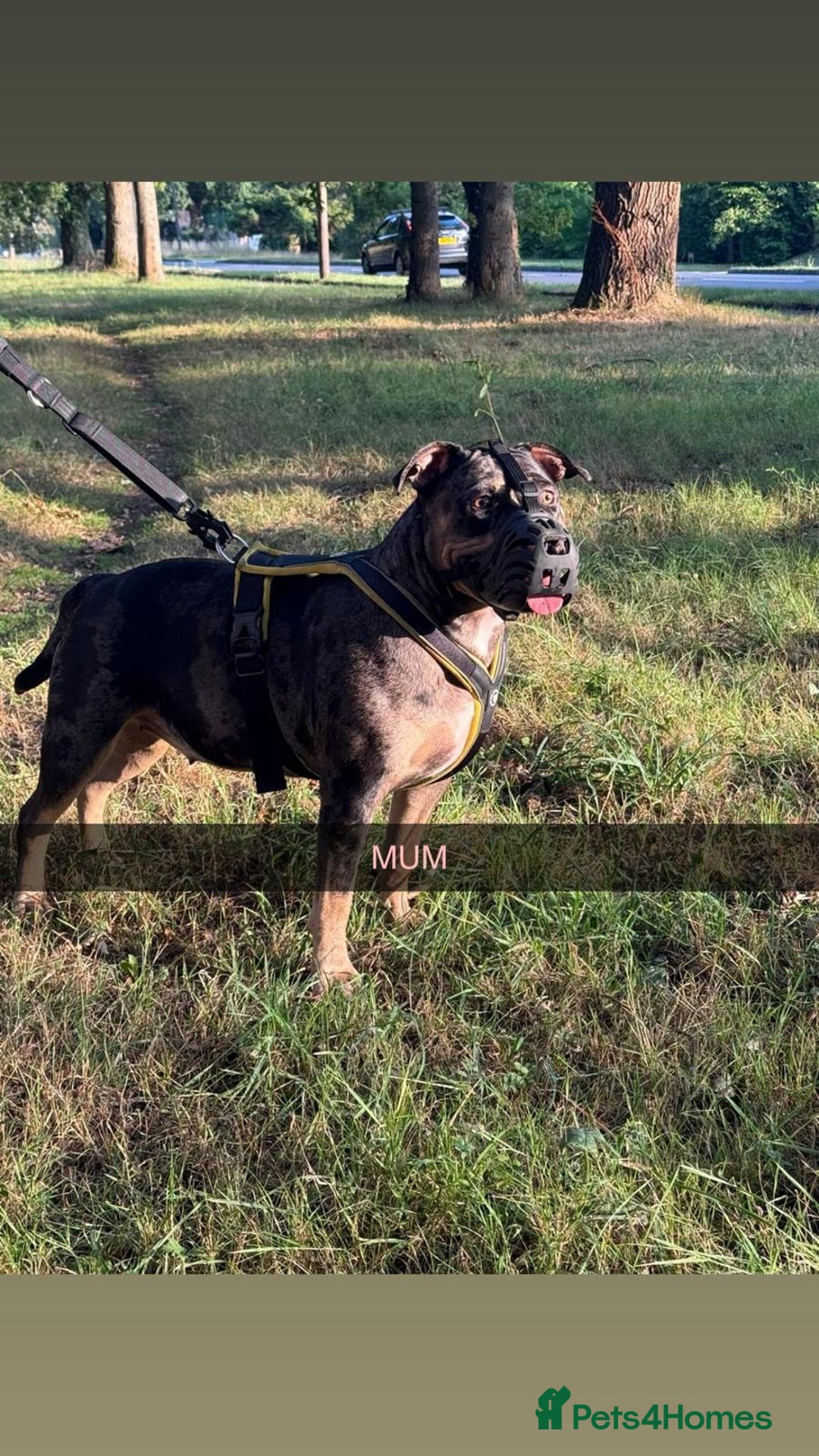 Mixed Breed dogs for sale: Gorgeous boy Ronnie.  - Advert 4