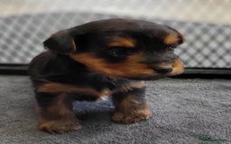 Yorkshire Terrier dogs for sale:  Yorkshire Terrier puppies from Licensed Breeder  - Advert 8