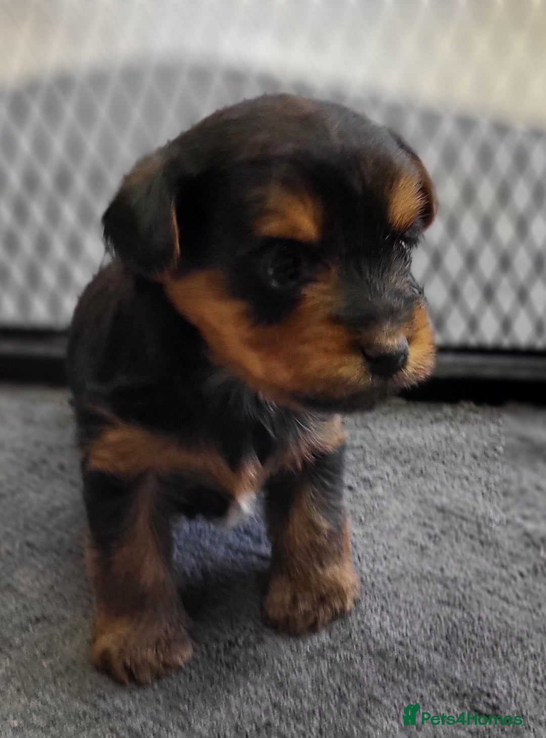 Yorkshire Terrier dogs for sale:  Yorkshire Terrier puppies from Licensed Breeder  - Advert 8