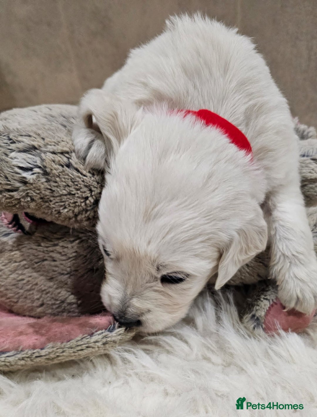 Golden Retriever dogs for sale: 🌟Beautiful Golden Retriver puppies 🐾 - Advert 6