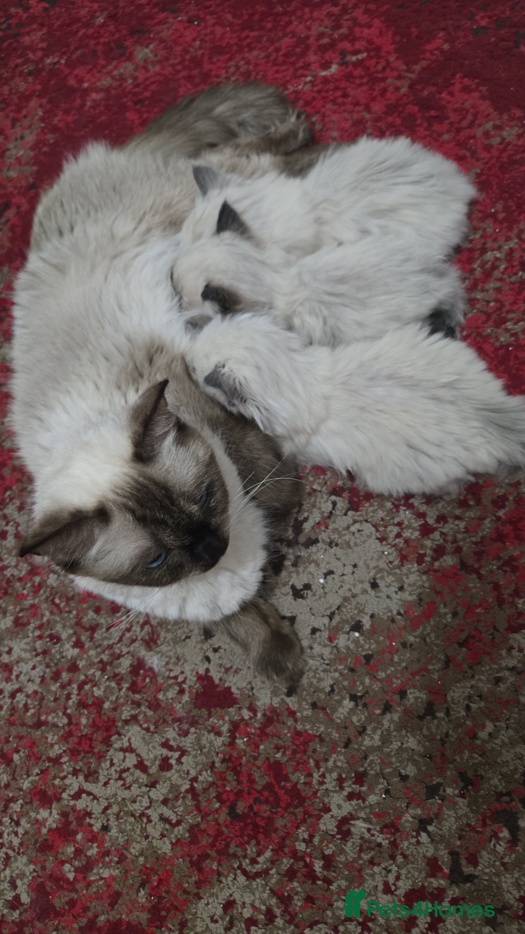 Ragdoll cats for sale: BEAUTIFUL PURE RAGDOLL KITTENS - Image 11