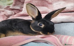 Rex rabbits for sale: Mini Rex babies- various colours & ages - Image 9