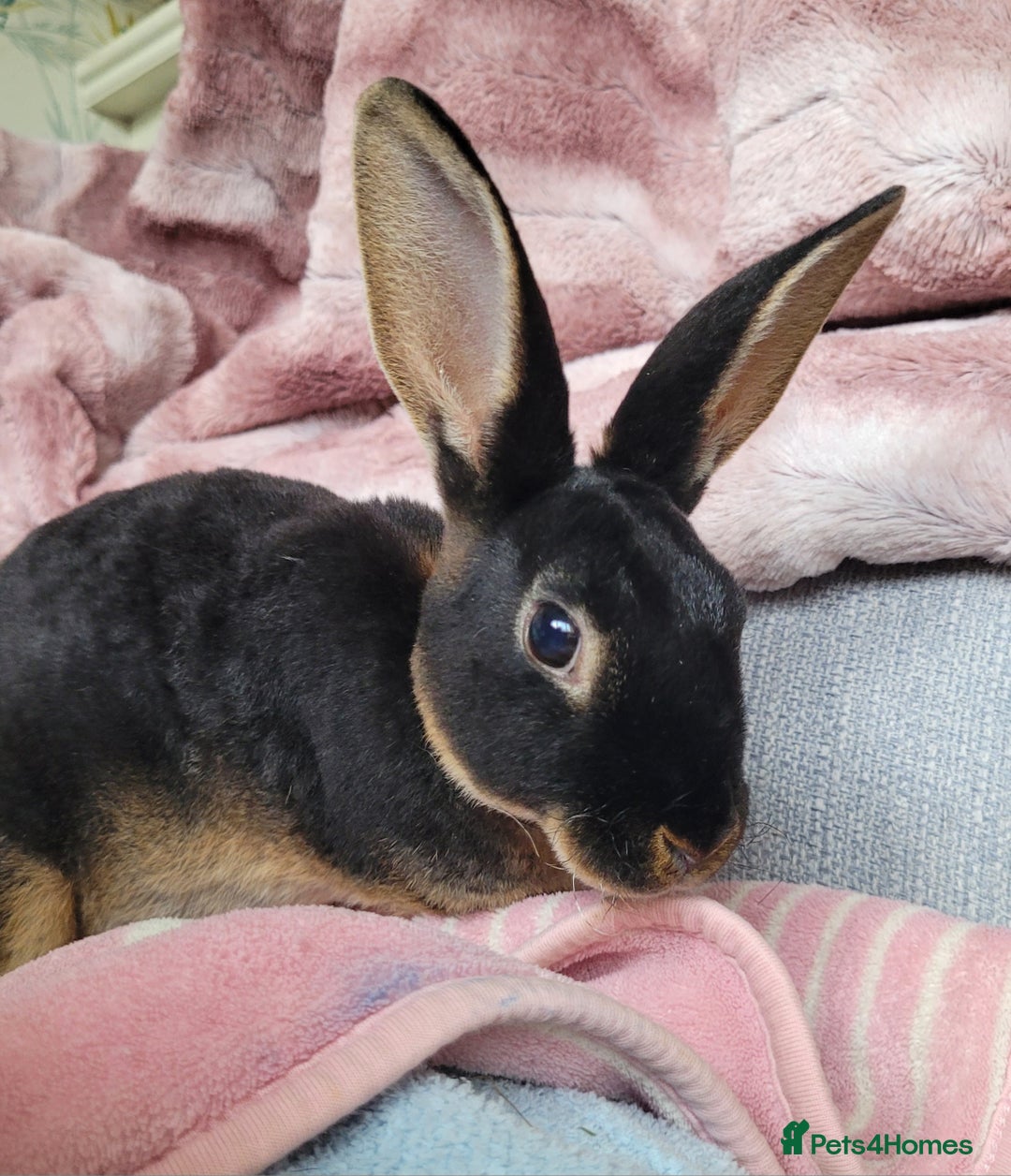 Rex rabbits for sale: Mini Rex babies- various colours & ages - Image 9