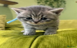 Scottish Fold cats for sale: Scottish straights  - Image 6