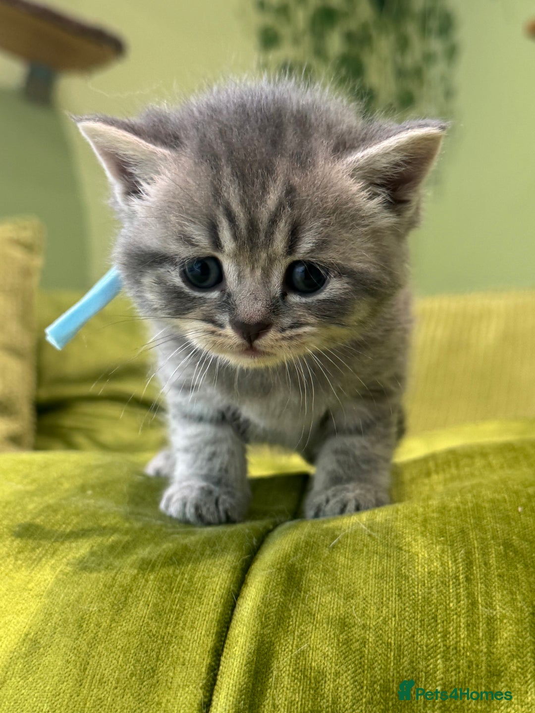 Scottish Fold cats for sale: Scottish straights  - Image 6
