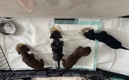 Miniature Dachshund dogs for sale: Miniature Daschunds  - Image 21