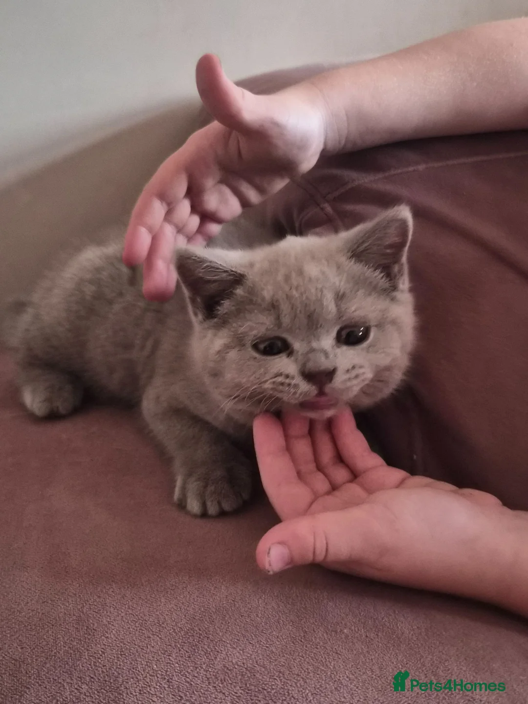 British Shorthair cats for sale: 3 British Shorthair Girls Lilac and Blue - Advert 2