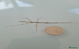 Stick Insects invertebrates for sale: Tirachoidea Jianfenglingensis stick insect nymphs. - Image 5