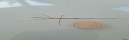 Stick Insects invertebrates for sale: Tirachoidea stick insect nymphs and eggs. - Advert 5