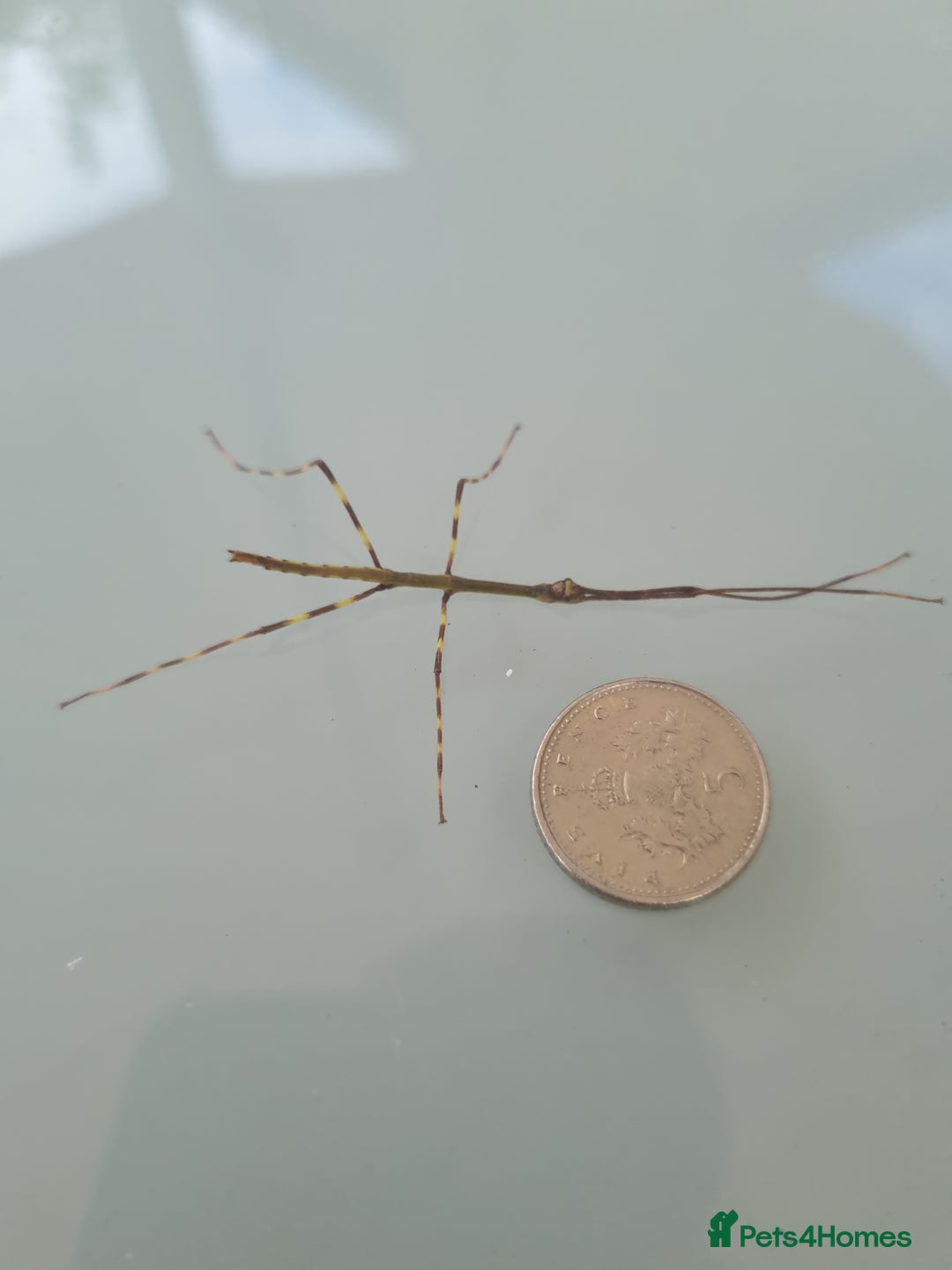 Stick Insects invertebrates for sale: Tirachoidea Jianfenglingensis stick insect nymphs. - Image 5