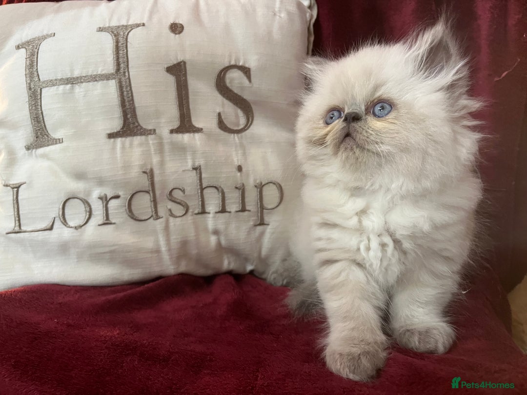 Persian cats for sale: Last kitten Ready Sat. Affectionate Persian Boy 🐾 - Image 14