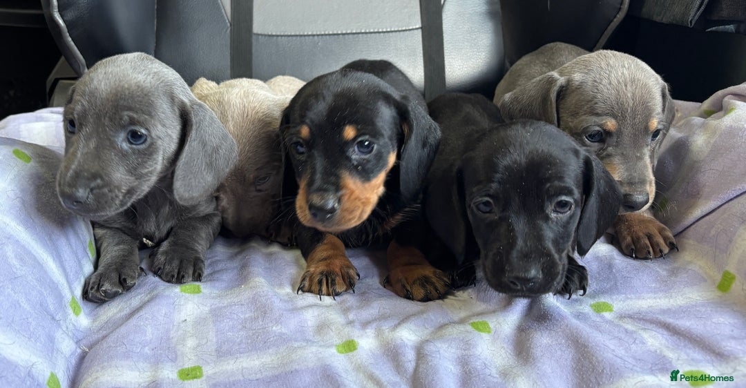 Dachshund dogs for sale: GORGEOUS KC REG STANDARD MALE PUPS  - Advert 5