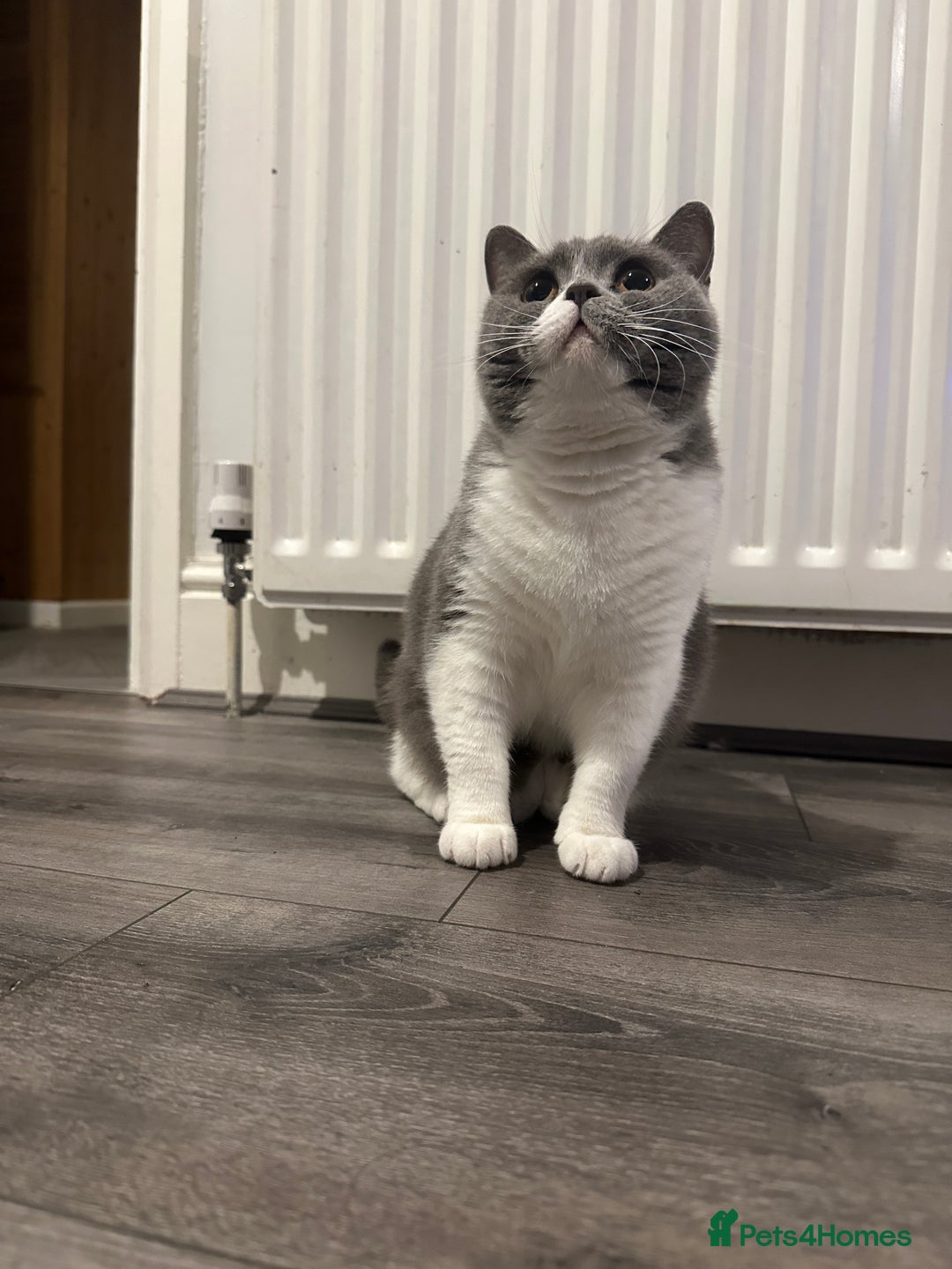 British Shorthair cats for sale: British shorthairs - Advert 2