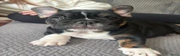 Mixed Breed dogs for sale: Frenglish puppy  in Tonypandy - Advert 4