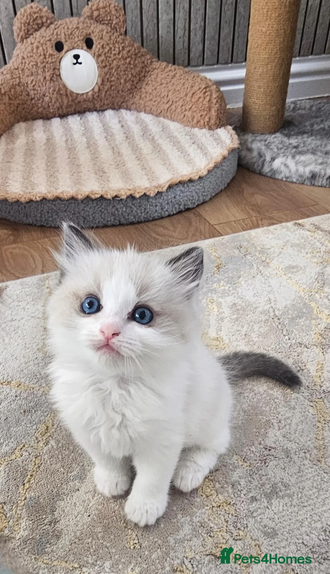 Ragdoll cats for sale: Purebred Pedigree Ragdoll kittens - Advert 2