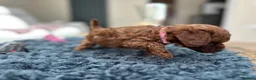 Toy Poodle dogs for sale: Adorable mini Asian poodle  - Advert 7