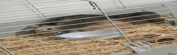 Mini Lop rabbits for sale: 2 male rabbits - Advert 4