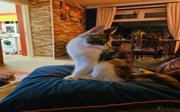 Maine Coon cats for sale: Last female. Tortie with white.  - Image 4