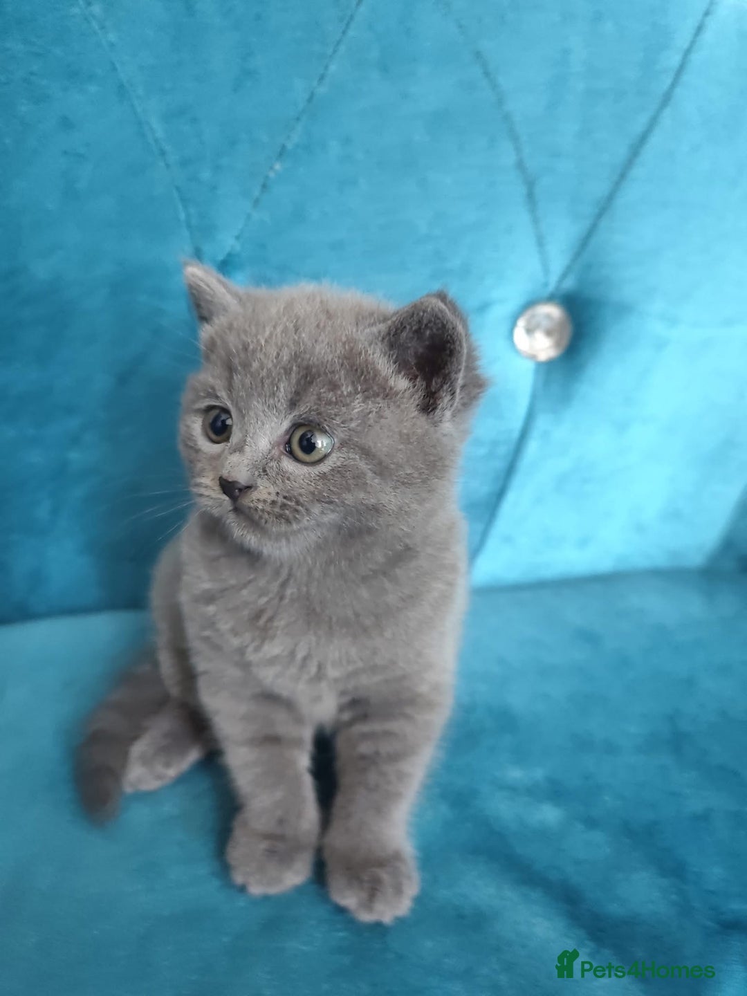 British Shorthair cats for sale: British Shorthair teddy bear face and plush coat - Image 3