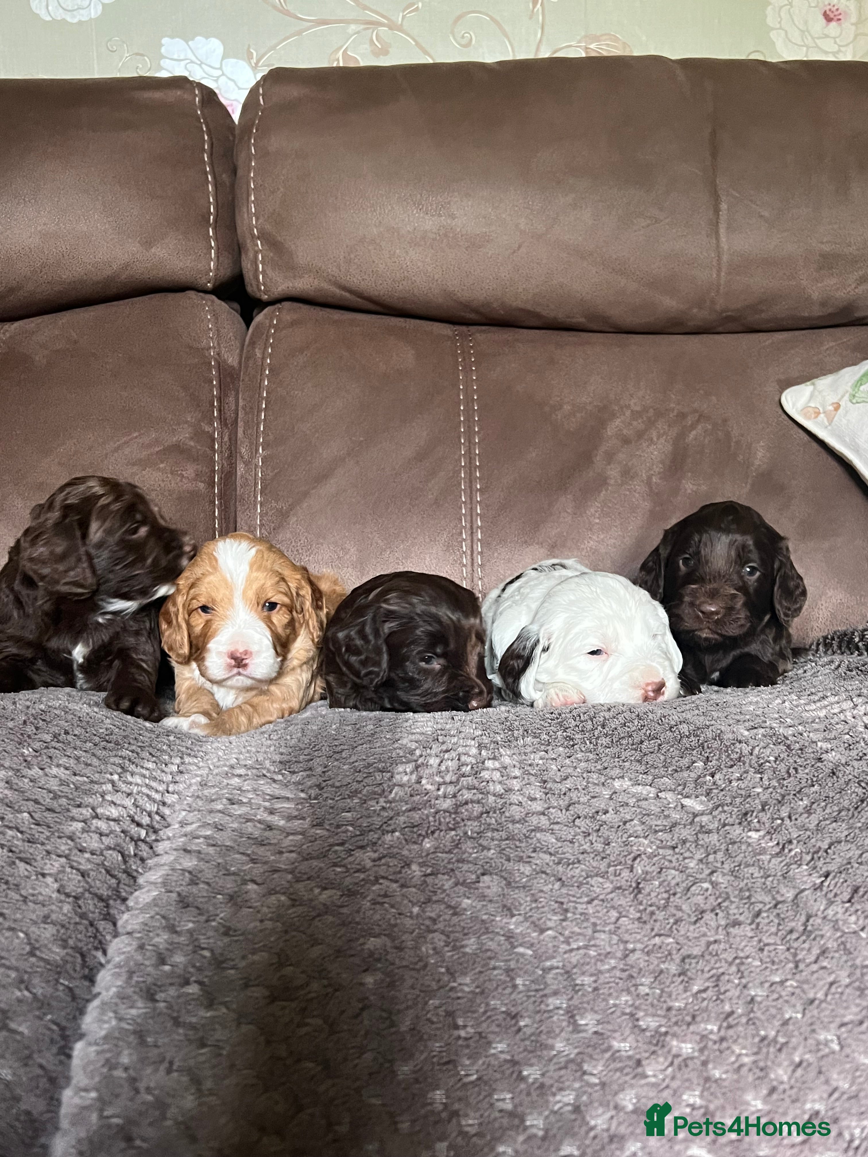 Cockapoo dogs F1 Cockapoos 5⭐️ Licensed Breeder Fully DNA Tested - Advert 3