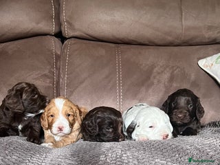 Cockapoo dogs F1 Cockapoos 5⭐️ Licensed Breeder Fully DNA Tested - Advert 3