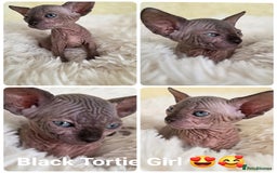 Sphynx cats for sale: Adorable Sphynx kittens💝🐈‍⬛🐈 - Image 5
