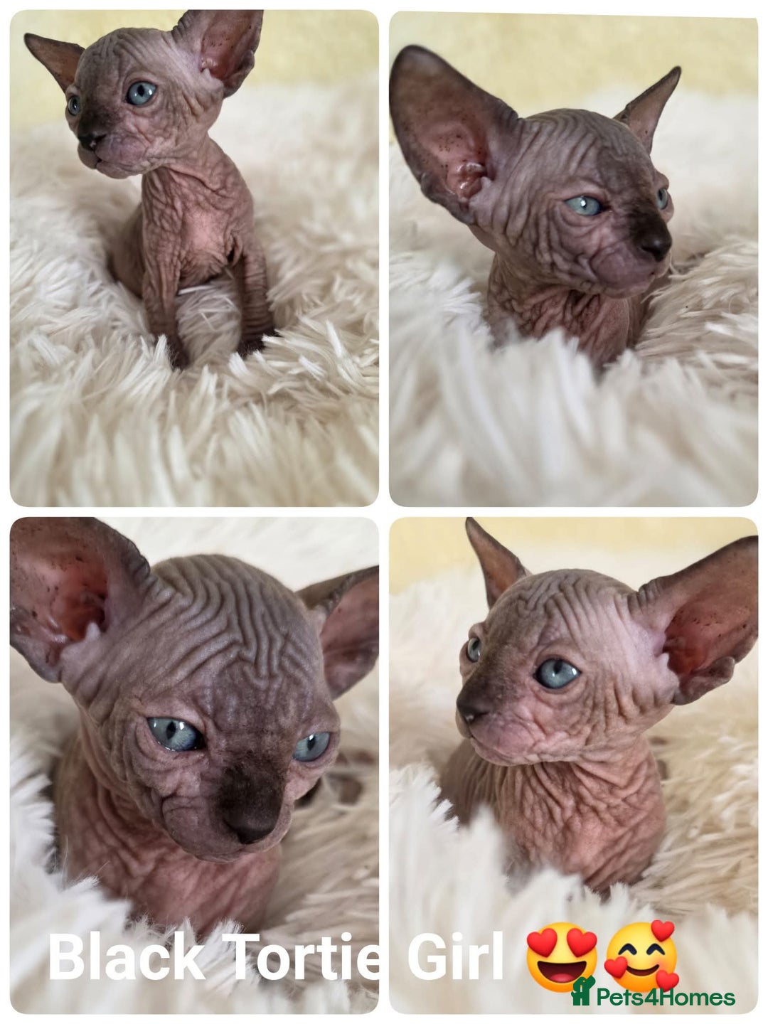 Sphynx cats for sale: Adorable Sphynx kittens💝🐈‍⬛🐈 - Image 5
