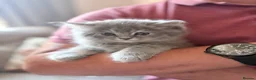 Mixed Breed cats for sale: Beautiful Persian cross kittens  - Advert 13