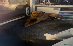 Rhodesian Ridgeback dogs for sale: Rhodesian ridgeback  - Image 7