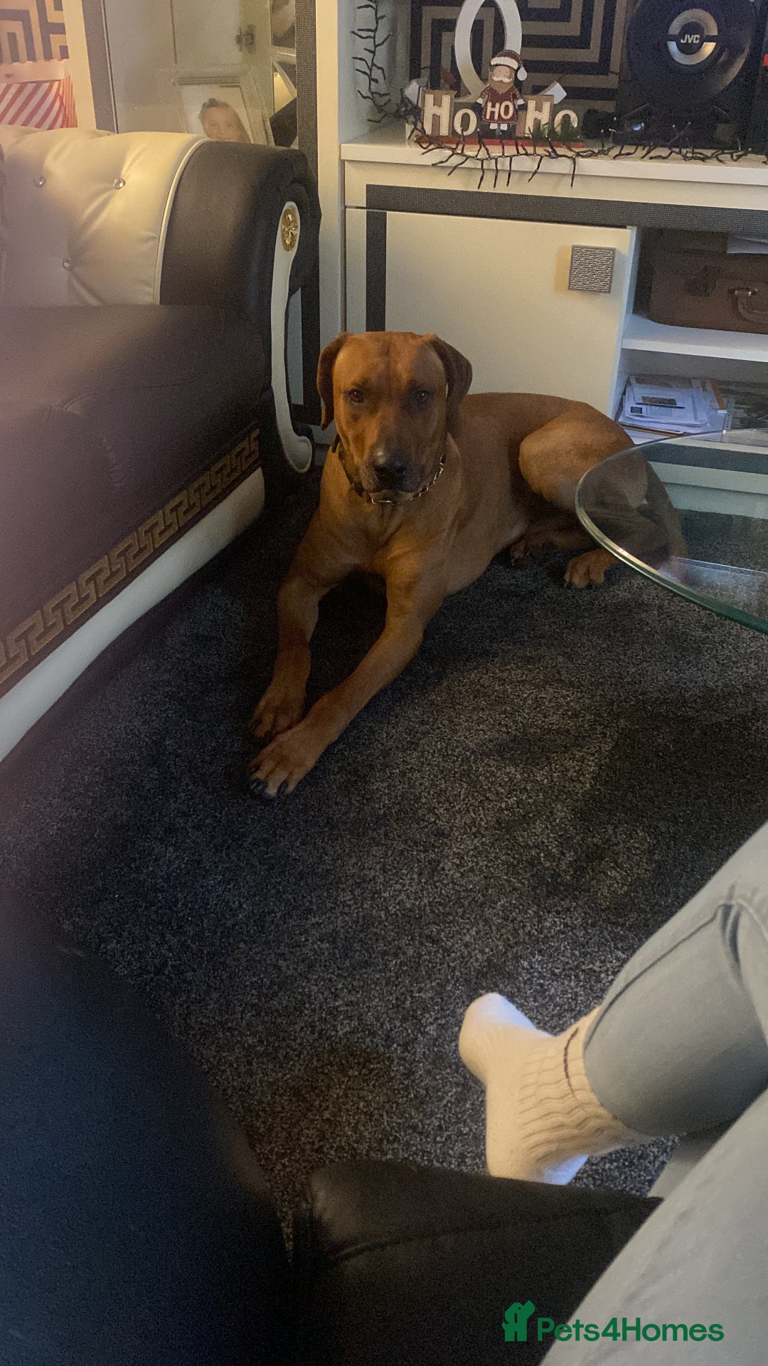 Rhodesian Ridgeback dogs for sale: Rhodesian ridgeback  - Image 7