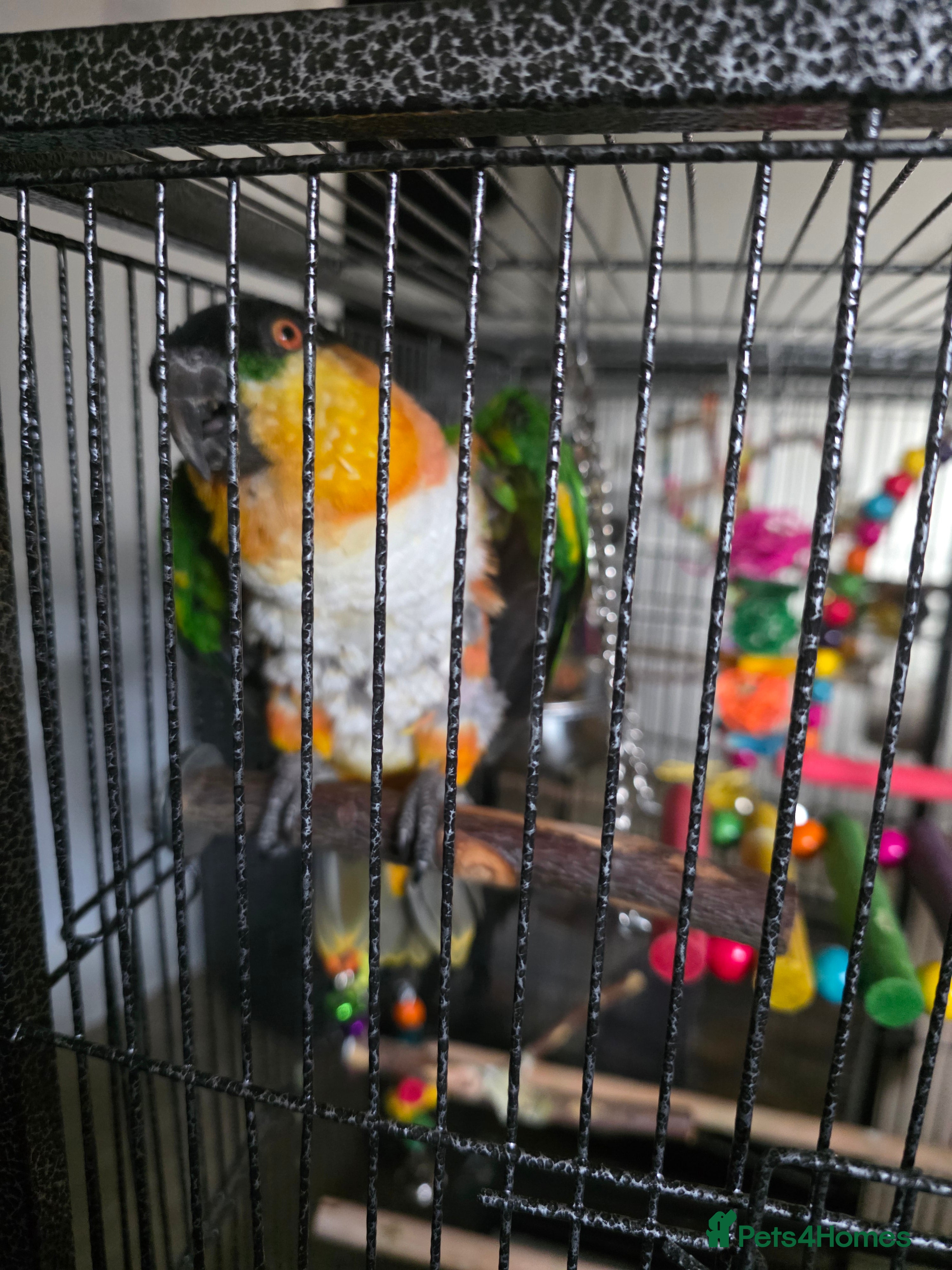 Parrots birds Pair of caiques - Advert 1