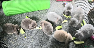 Mini Lop rabbits - Advert 10