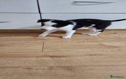 Border Collie dogs for sale: Border collie puppies for sale  - Image 7